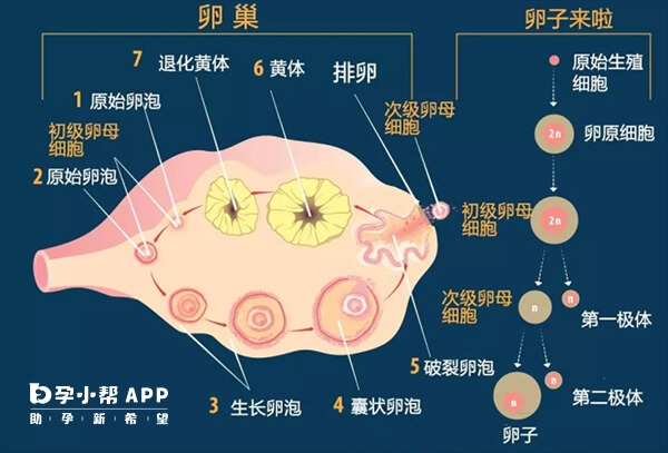 卵泡发育过程图
