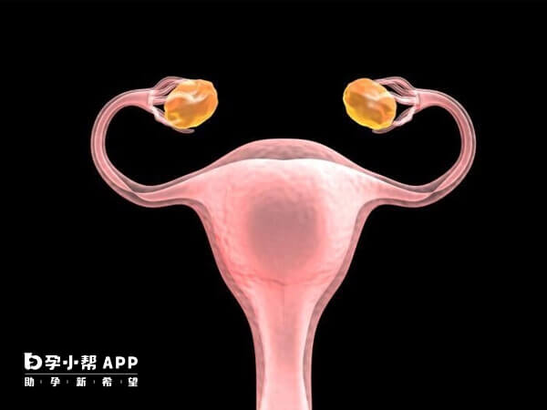 女性双侧卵巢通常交替进行