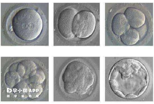 4cc囊胚可以用作移植