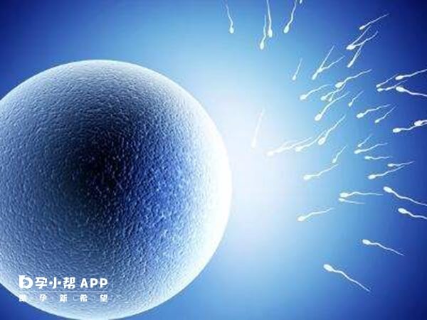 移植不同胚胎试管婴儿成功率是不同的