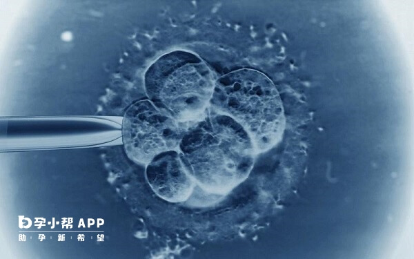 4bb囊胚质量