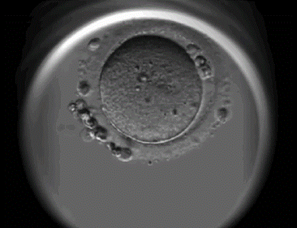 三级胚胎移植成功率低