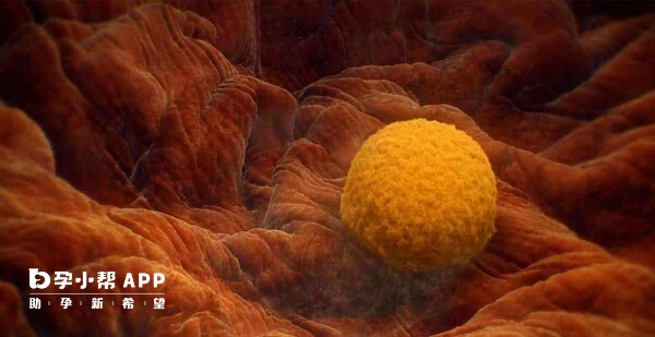 胚胎质量影响移植着床率