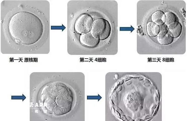 养囊是一个优胜劣汰的过程