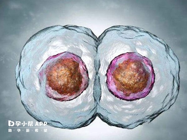 移植两枚囊胚怀孕率较高