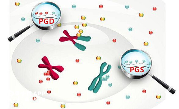 PGD和PGS技术都是三代试管中的一个环节