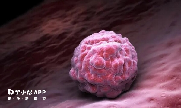 鲜胚着床成功会伴随一系列妊娠反应