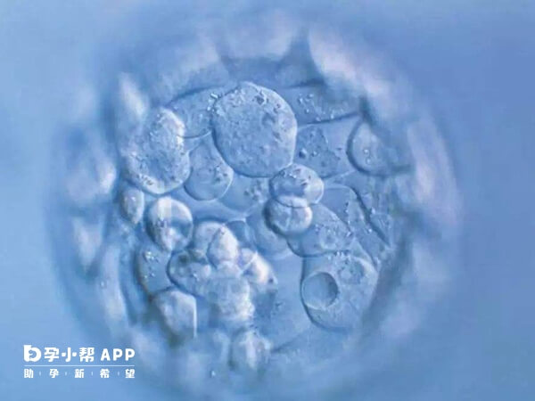 鲜胚移植成功率没有冻胚囊胚高