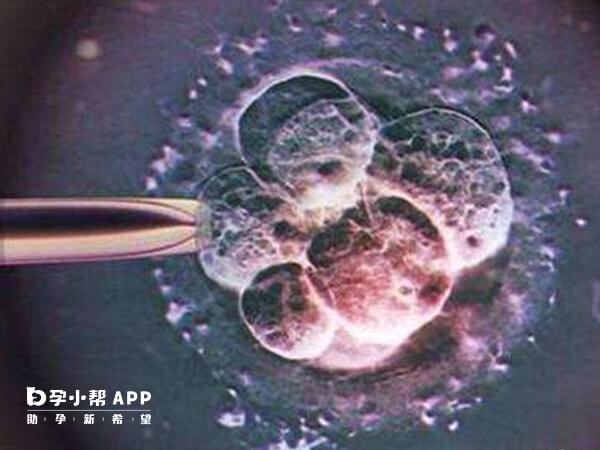 优质胚胎可以养囊