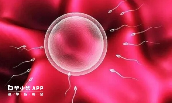 711胚胎有7个细胞数目