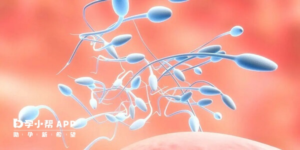 异常精子占比多影响怀孕