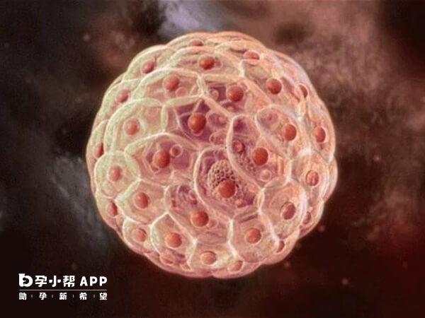 6细胞胚胎发育潜能不佳
