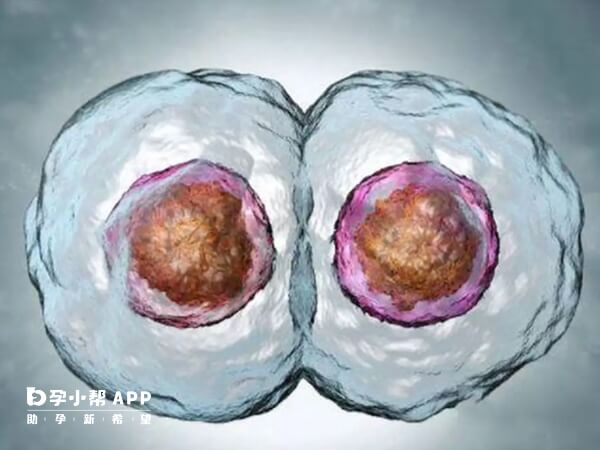 两个D3胚胎移植成功率可能比一个D5胚胎高