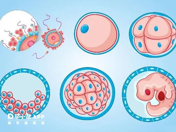 4cc和8细胞三级为不同发育时期的胚胎