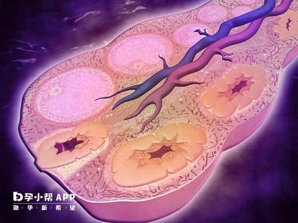 促排会增加雌激素分泌帮助卵泡生长发育