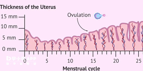 不同月经期内膜形态和厚度不同