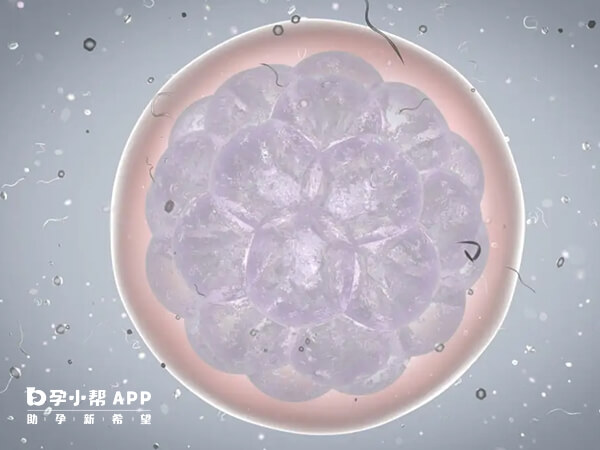 冻囊胚移植成功率还是比较高