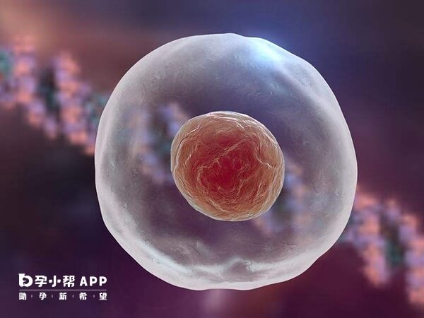 年龄越大卵子染色体越容易出现异常