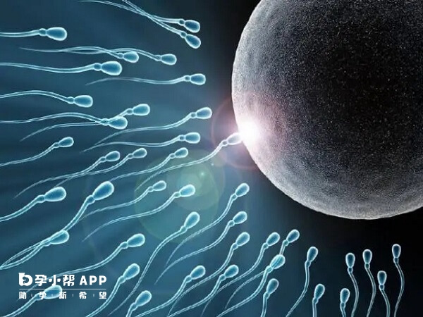 生男生女由精子携带染色体类型决定