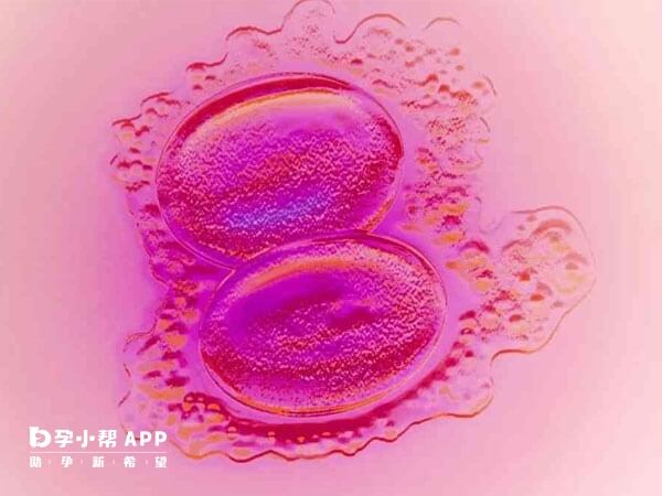 试管移植会选择m2时期卵子培养胚胎
