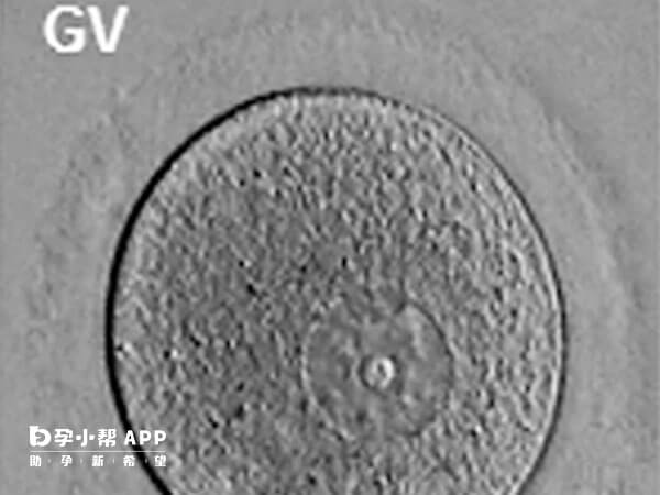 gv期的卵泡发育不成熟