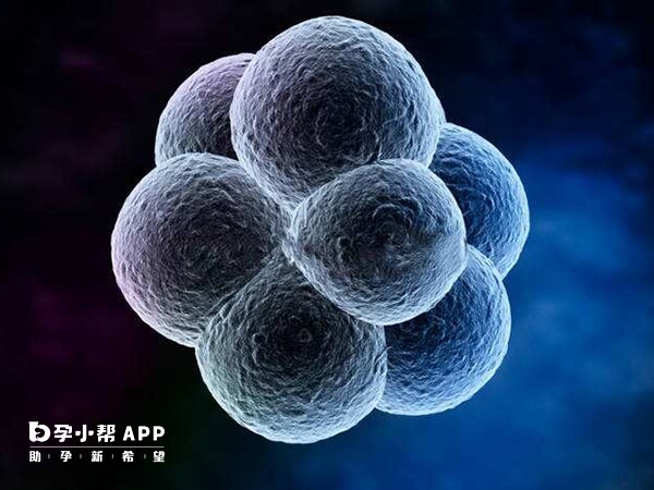 7细胞1级2级胚胎养囊成功率较高