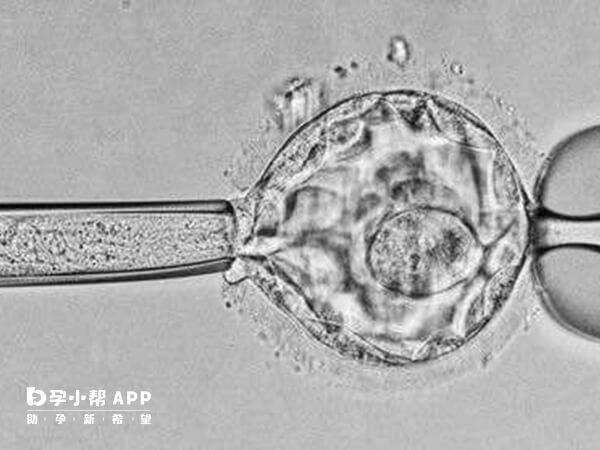 6细胞2级胚胎算是优胚