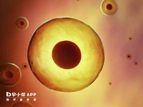 7细胞优质胚胎发育潜能好