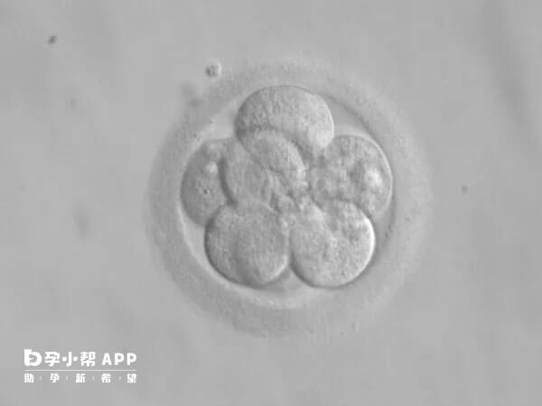 8细胞胚胎养囊成功率比较高