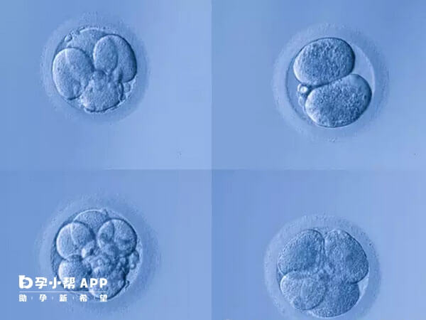 优质胚胎移植成功率比较高