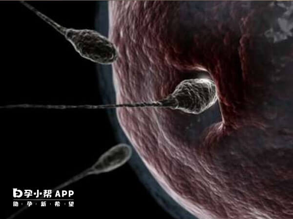 大头精子会影响精子的穿透功能