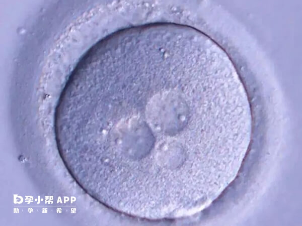 5bc囊胚处于孵出期
