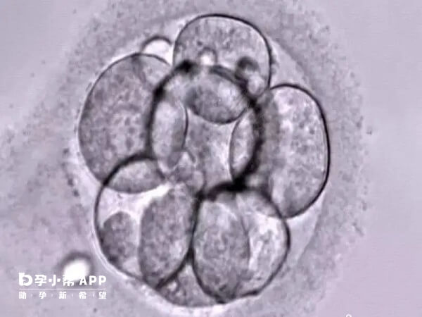 三级5细胞可以选择养囊