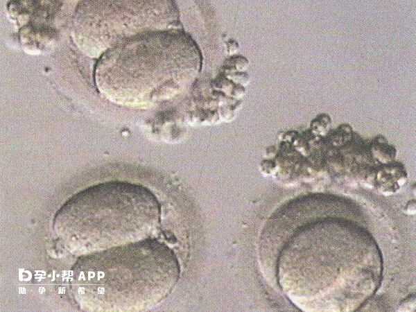 6细胞2级胚胎不适合养囊