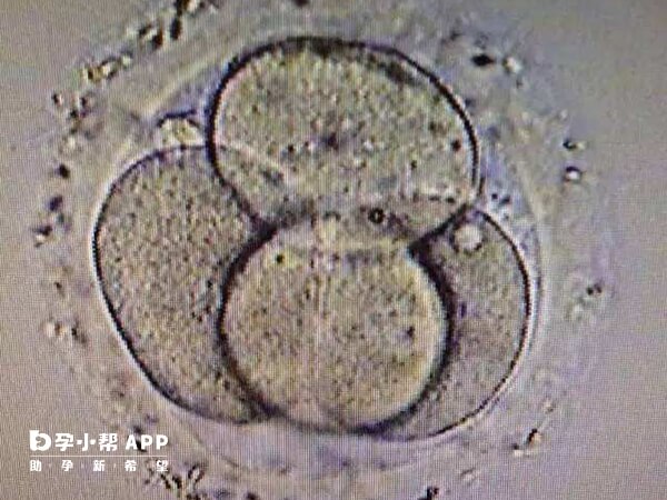4细胞胚胎质量差