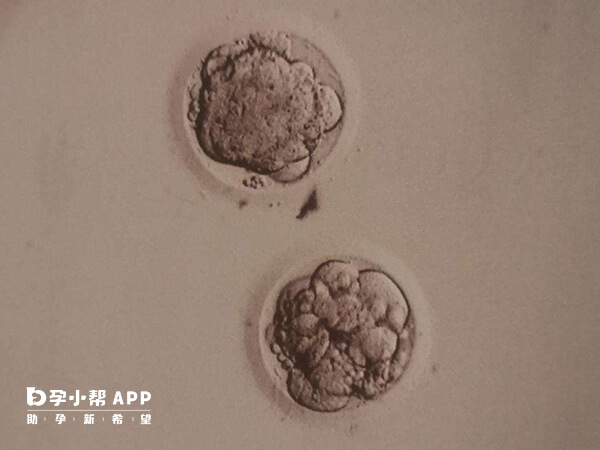4bb和3ab囊胚发育程度不同
