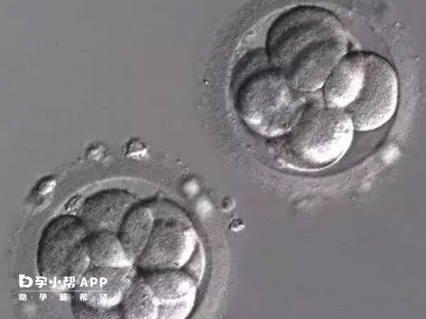 桑葚胚有16个细胞
