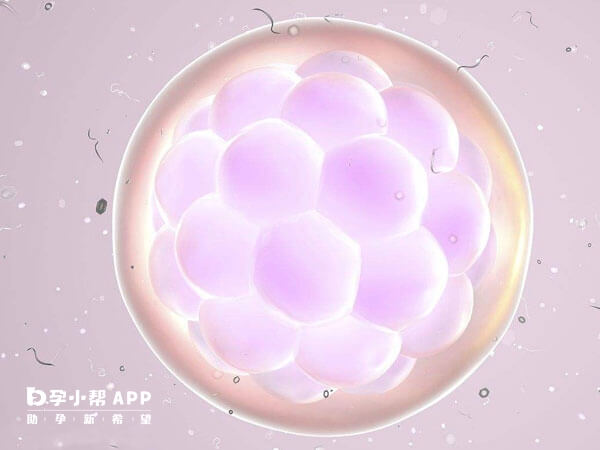 胚胎等级与胚胎质量有关
