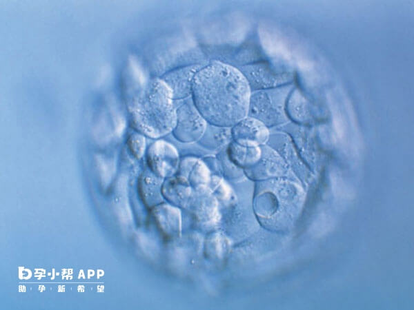 囊胚发育潜能好更容易分裂成两个胚胎
