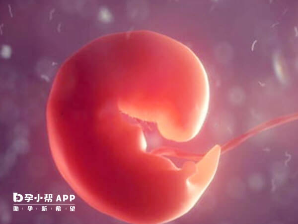 胚胎的性别是有精子和卵子随机决定的