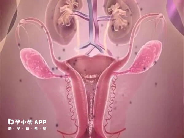鞍状子宫可以移植两个胚胎