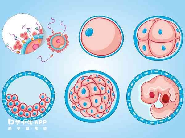 2级胚胎在胚胎质量等级中属于优质胚胎
