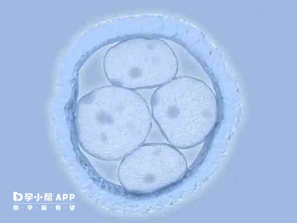 囊胚质量好移植成功率高