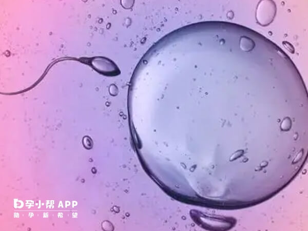 卵子要与精子结合才能成胚胎