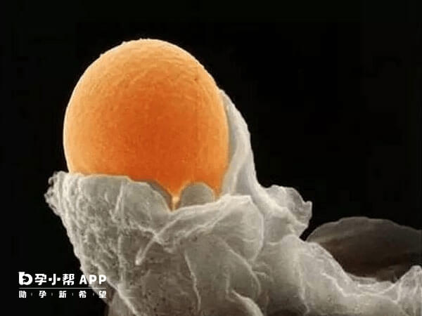 黄体期方案可以增加取卵机会