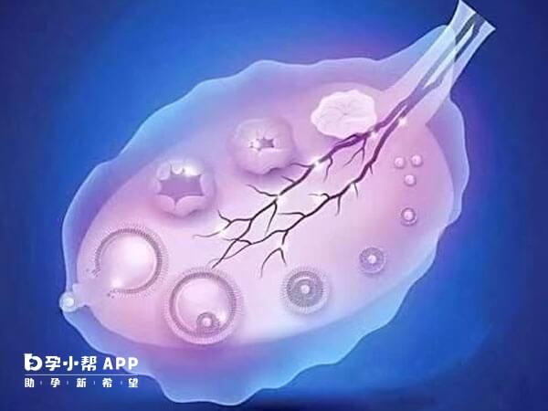 卵泡的大小影响胚胎质量