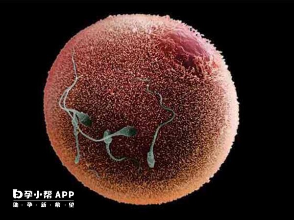 m级是卵母细胞核成熟度评级