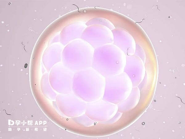 胚胎发育到第三天指的是卵裂期胚胎