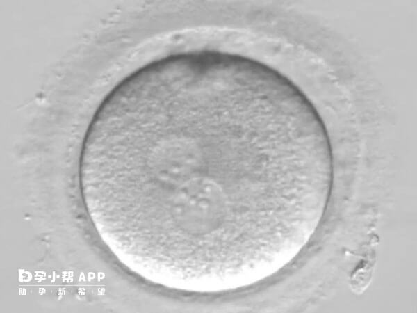 两个原核的胚胎说明卵子正常受精