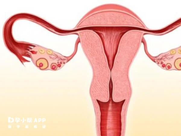 输卵管堵塞会导致不孕症